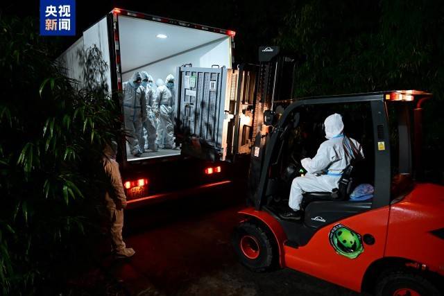 图片[8]-旅日大熊猫“晓晓”“蕾蕾”入住中国大熊猫保护研究中心雅安基地 -华闻时空