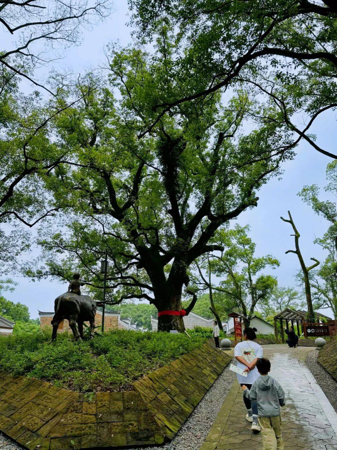 白鹭洲 ｜ 古樟新貌