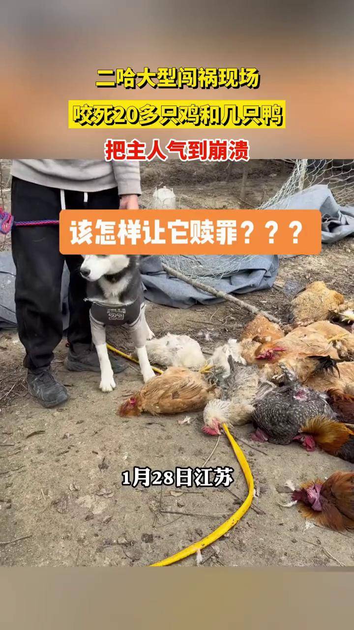 二哈大型闯祸现场,咬死20多只鸡和几只鸭,把主人气到崩溃
