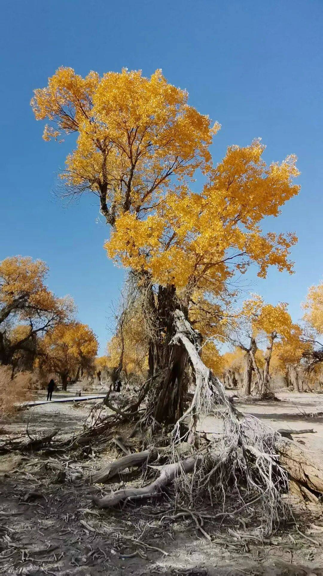 图片[50]-人均旅行焦虑的时代，我们为什么还要出发？-华闻时空