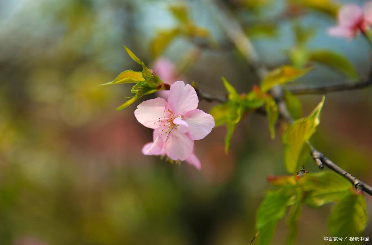 春季白斑复发预警！白癜风抗复发黄金期养护指南