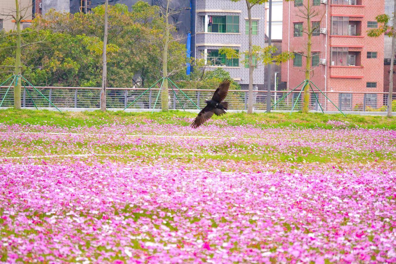 格桑花、油菜花!来东莞乡村赴一场花海之约,解锁春日治愈时光→_万江_新村_市民