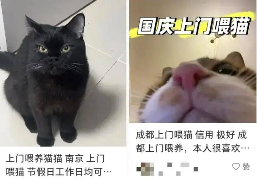 上海一90后男生春节期间上门喂猫赚16万元