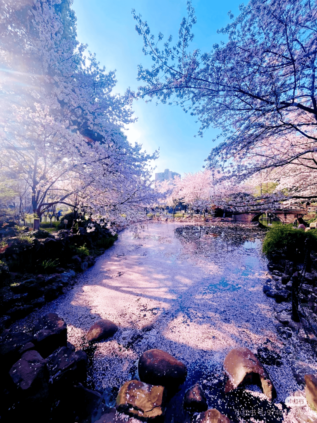 为一树花来,为一城春停_虹口_城市_市集