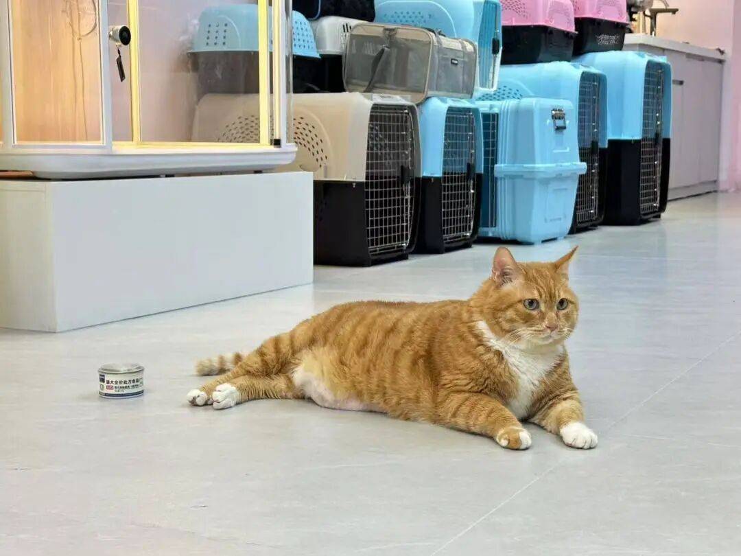 广州白云机场洗手间画着“人牵狗”标志，打开竟是宠物厕所