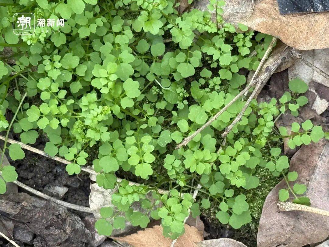 挖了半天全白挖！杭州网友晒“假荠菜”：长得很像吃起来不对味！专家教你一眼分辨