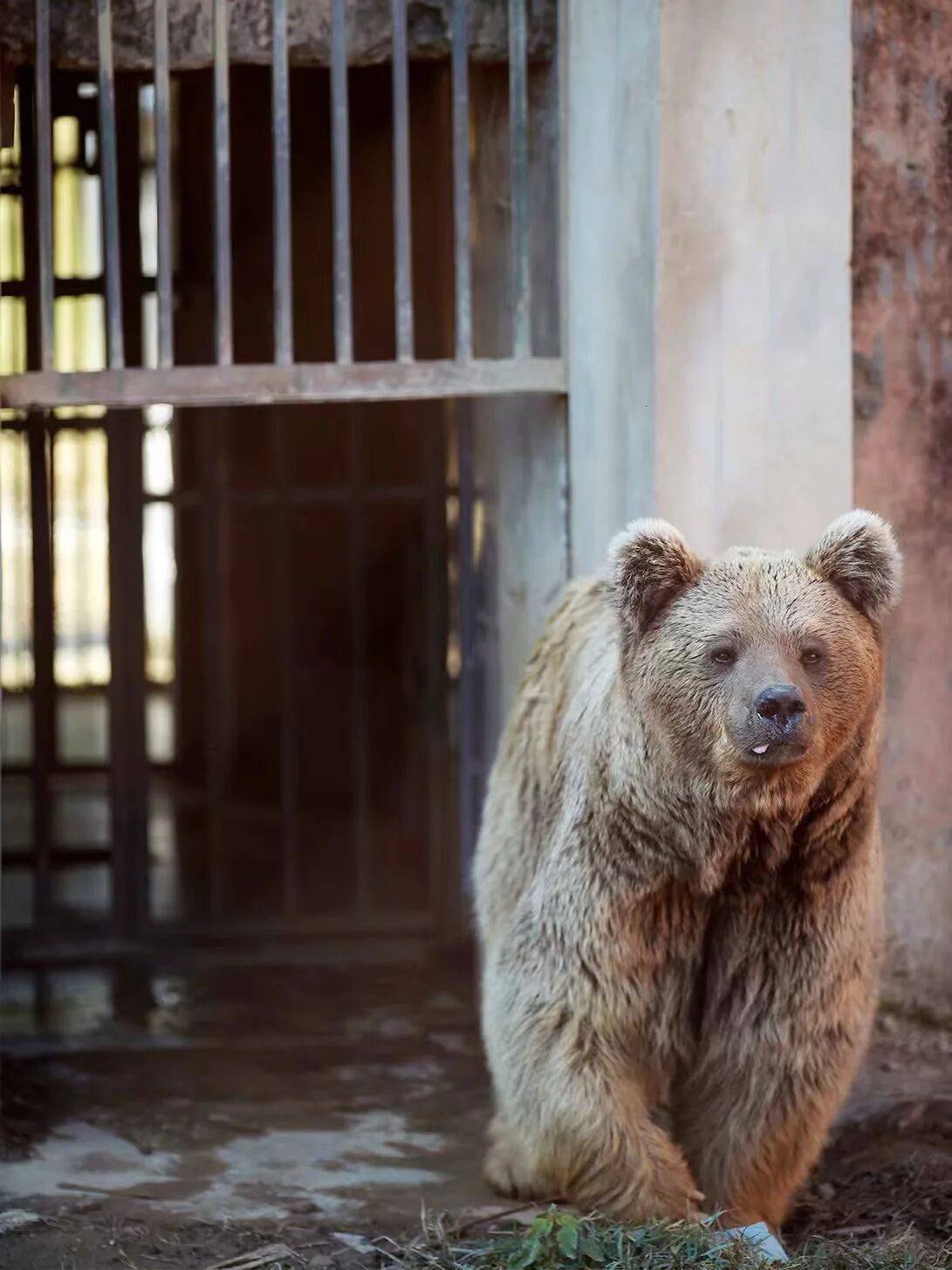 中东炮火中两只中国大熊猫过得怎么样