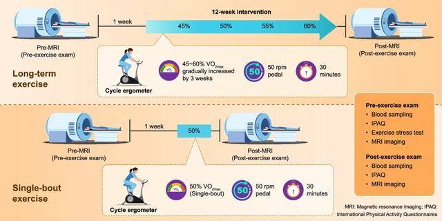 运动“长脑子”被证实：坚持3个月，大脑变化太明显