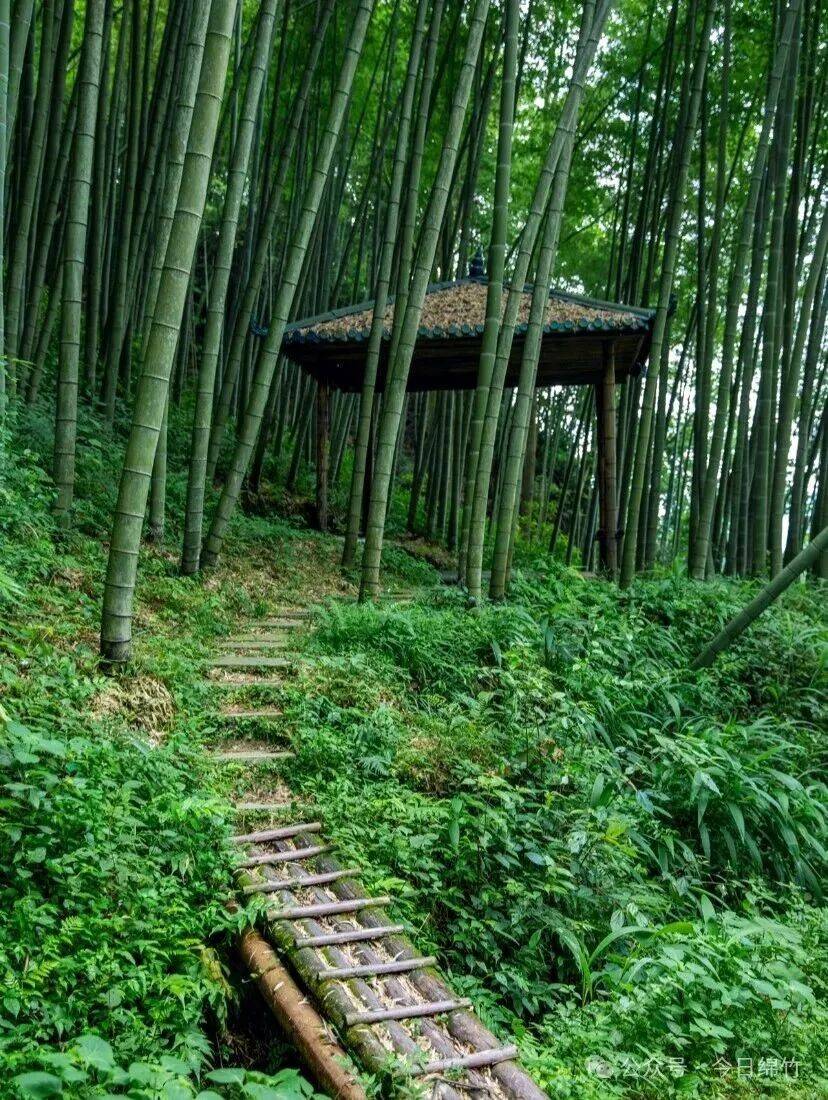 电车之狼兴奋条不满引玩家热议，争议画面曝光遭大量投诉，厂商回应称将优化体验，网友呼吁加强监管力度。