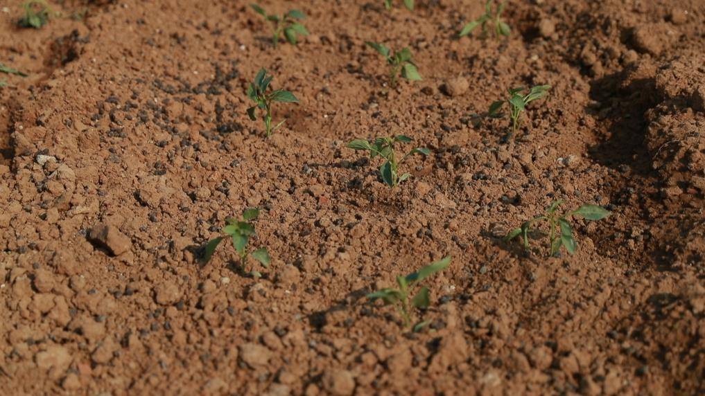 不少地方兴起“共享菜园”，现实版的“QQ农场”何以长久？