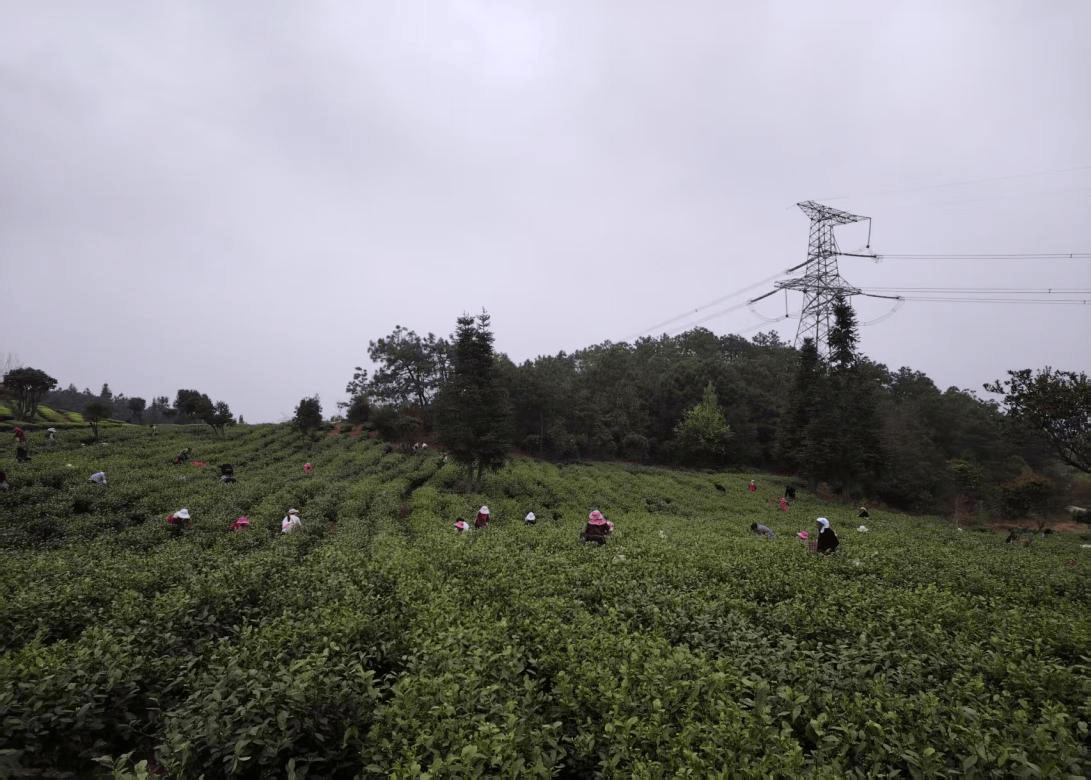 六盘水市水城区顺场乡：春茶绿满坡 茶农采摘忙