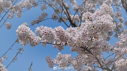 花开如云！北京玉渊潭樱花进入盛花期