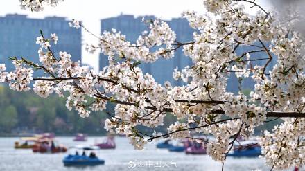 花开如云！北京玉渊潭樱花进入盛花期