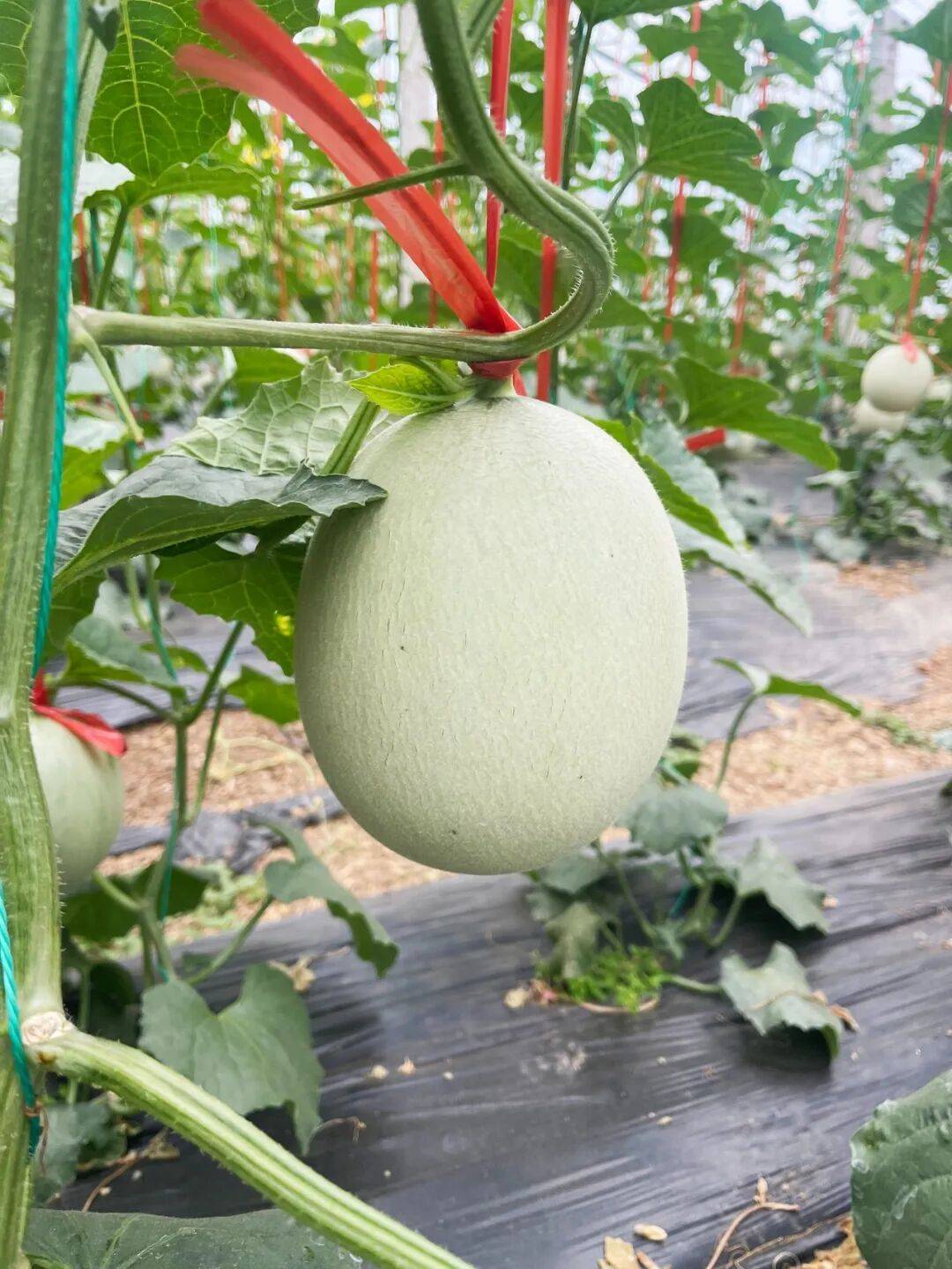 冰淇淋口感一抿即化