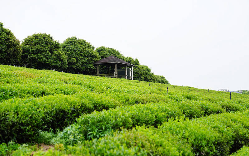 万里茶道鄂茶再飘香