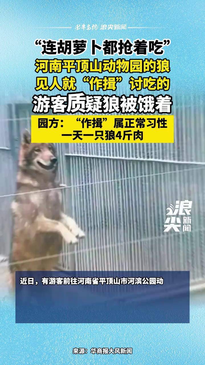 “连胡萝卜都抢着吃”, 河南平顶山动物园的狼见人就“作揖”讨吃的,游客质疑狼被饿着;园方:“作揖”属正常习性,一天一只狼4斤肉 #河南平顶山 ...