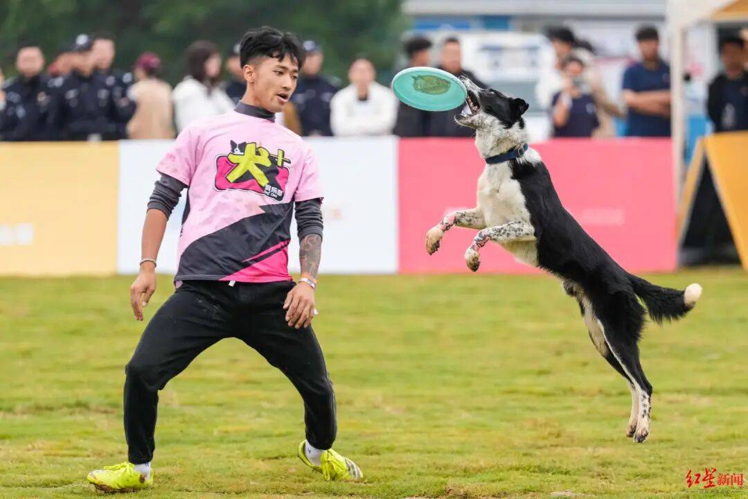成都首个宠物三年行动计划推出!_产业_三圣_锦江区