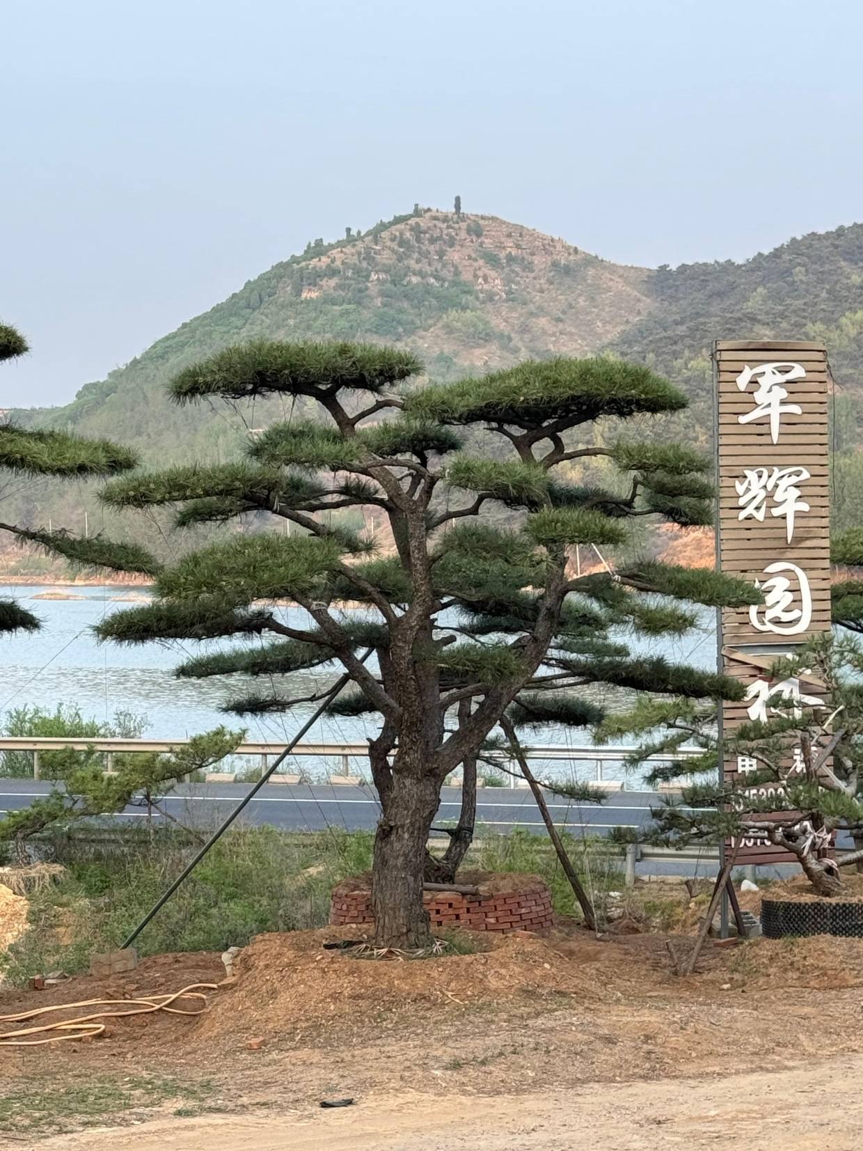 造型松基地在市政及庭院绿化场景中的相关应用观察_苗木_军辉_景观