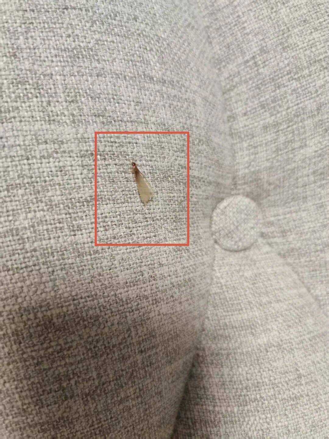 关门!关窗!关灯!密密麻麻,高发期来了!很多南充人家里中过招!_白蚁_繁殖_危害