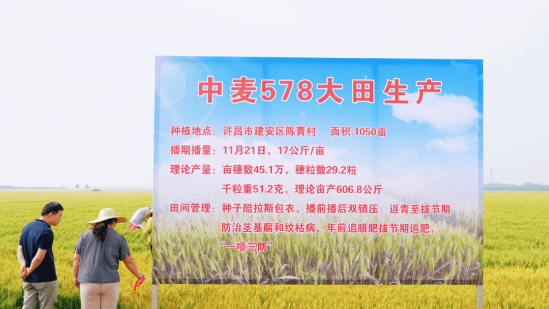 聚焦中麦578:一场观摩会看小麦单产提升与全产业链融合_品种_河南省_加工