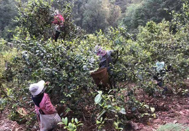 原创            茶叶市场，消费降级！茶农：我们扛下了市场所有的残酷！