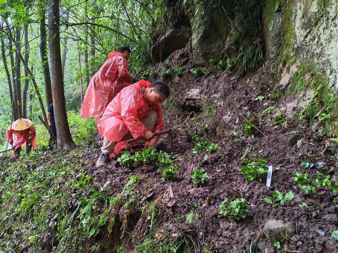 500株极危荷叶铁线蕨野外回归皇华岛_搜狐网