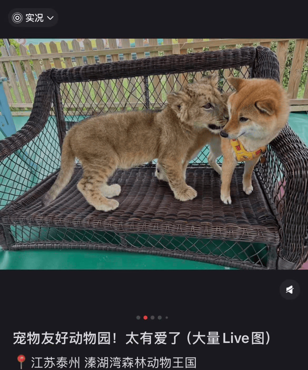 多地有动物园尝试开放宠物进入，广东一园方回应：已禁止；专家提醒：有动物应激、病毒传播等风险