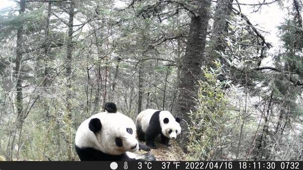 当雪豹“闯进”大熊猫栖息地