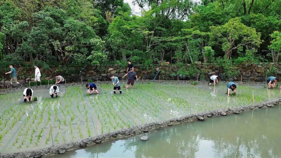 马云带队插秧,吴泳铭、邵晓锋、蒋凡、吴泽明、蒋芳等到场