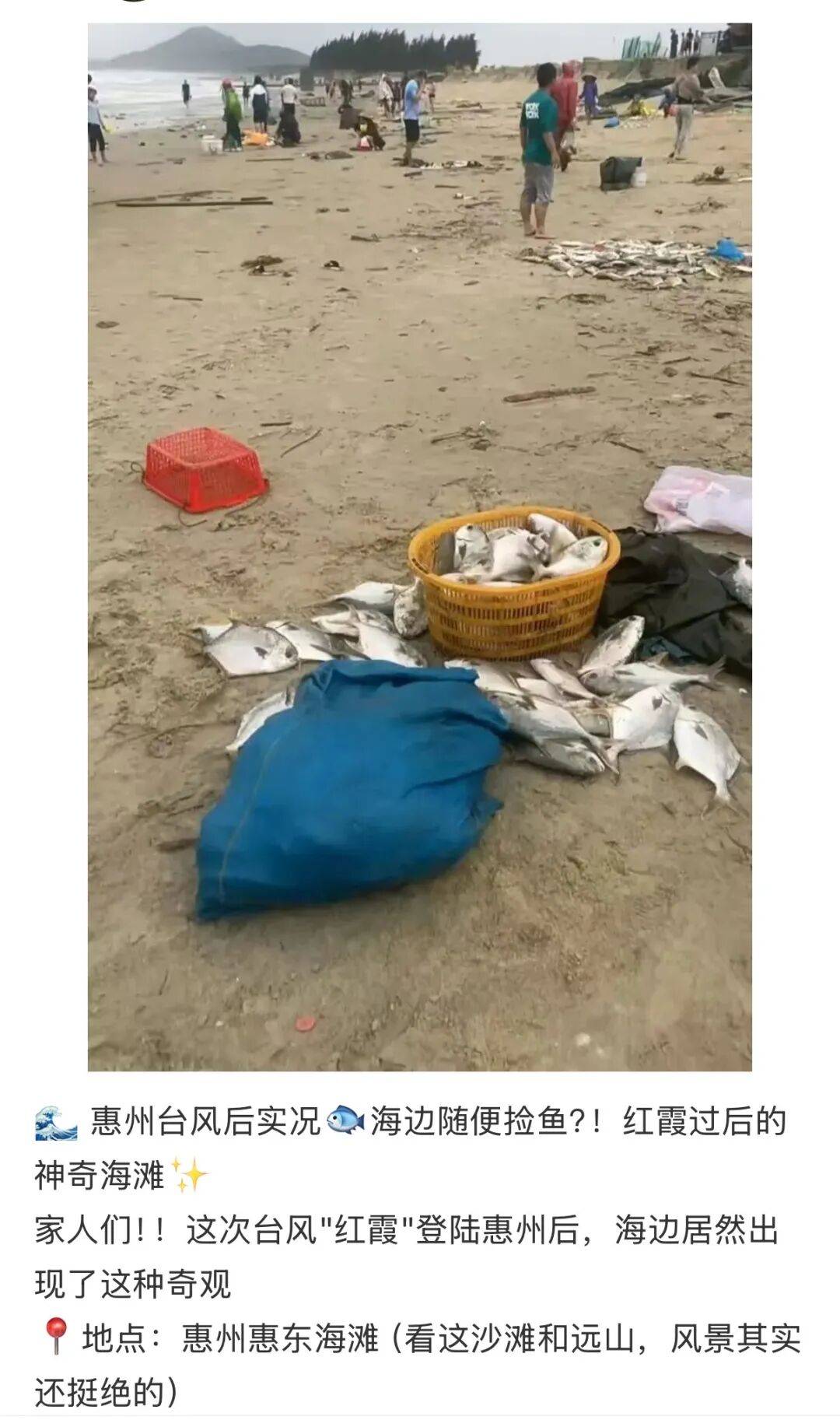 台风过后，广东一海滩出现大量金鲳鱼！有市民称捡了100多斤，专家提醒