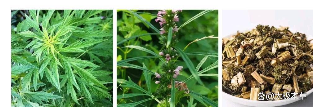 妇科圣药益母草，十几种妇科病皆可治疗，并可用于青春痘、美容