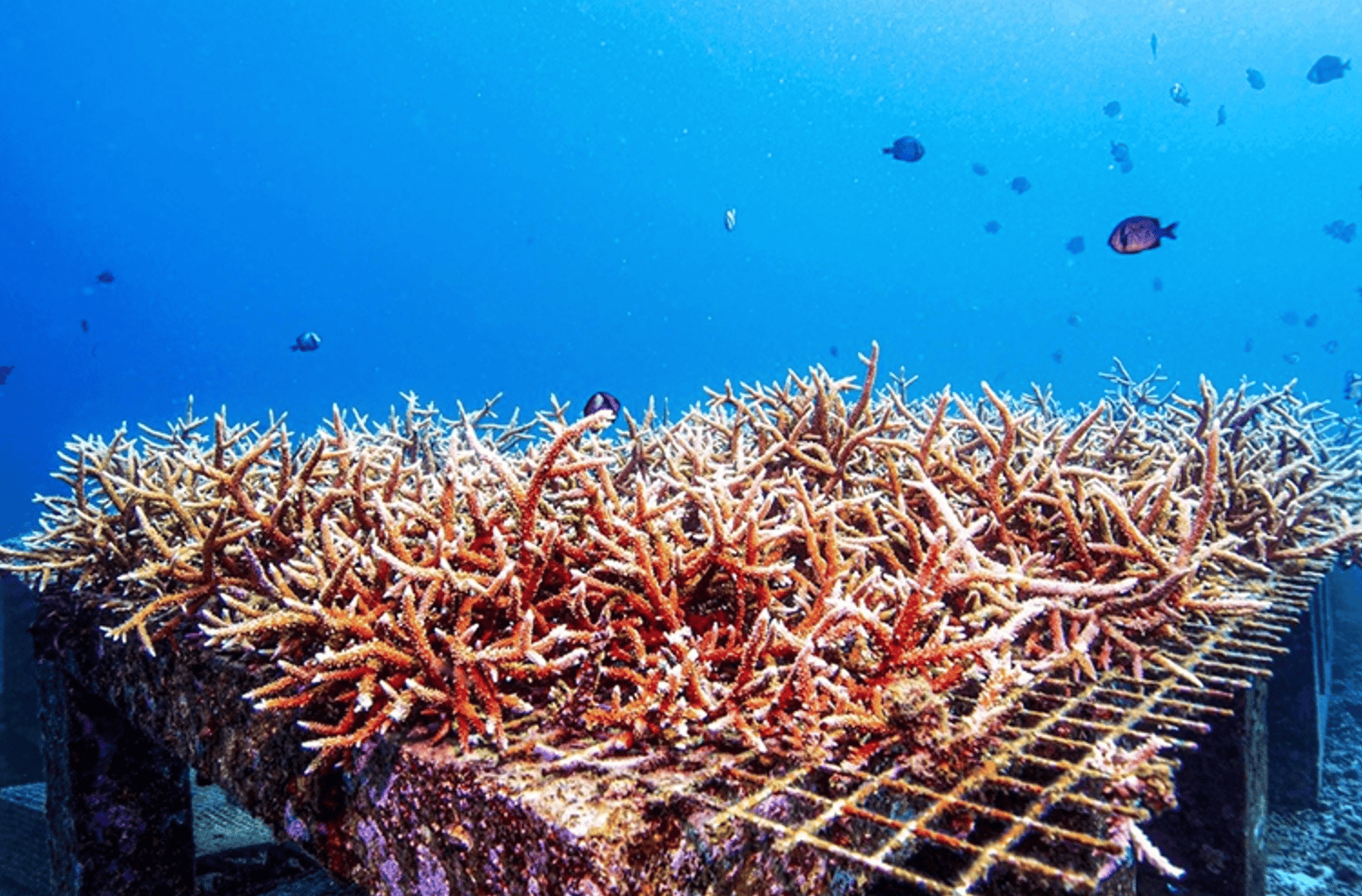 三亚海洋牧场：海洋生物的栖居家园