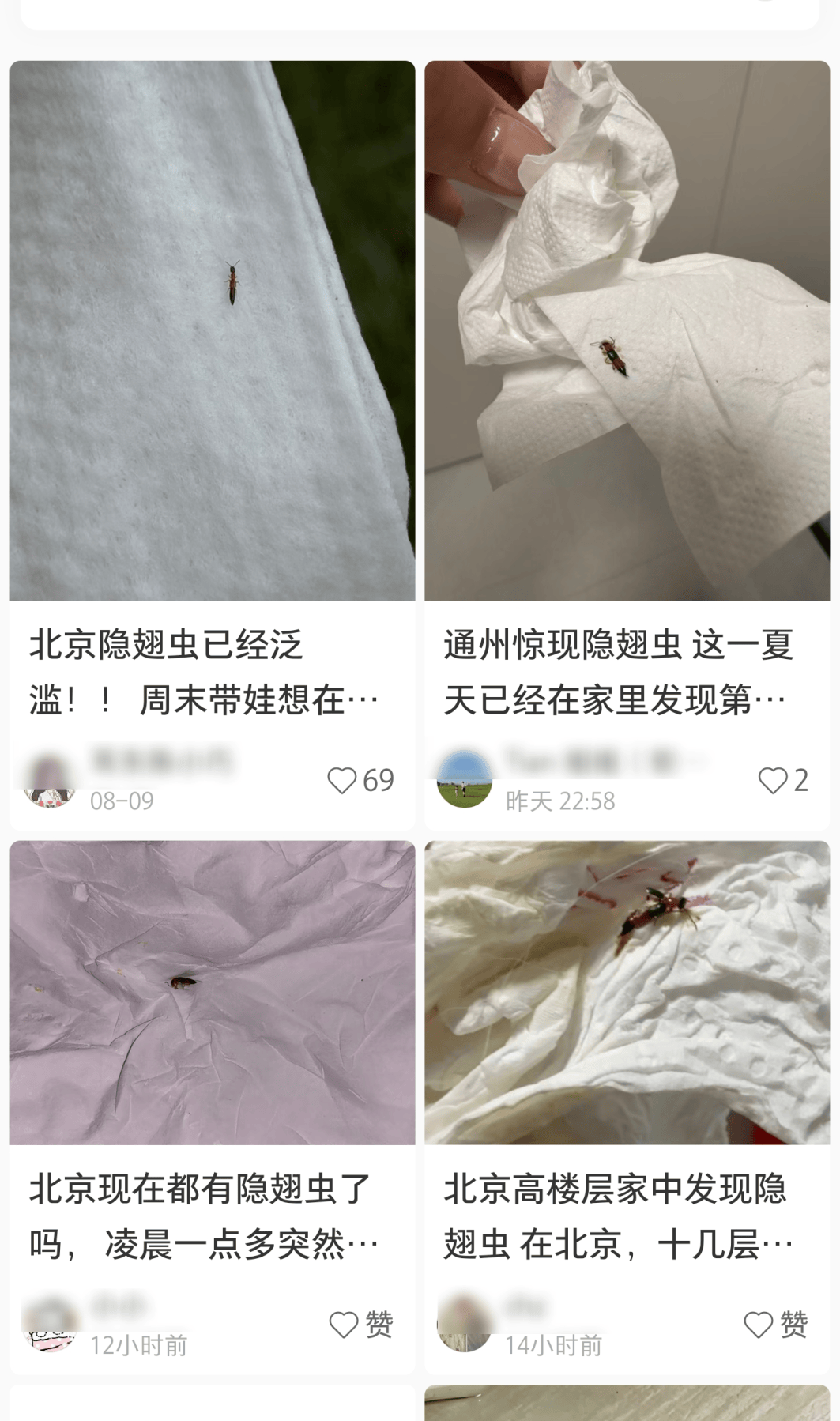 通州最近高发！这种虫子落身上千万别拍，毒液接近硫酸！