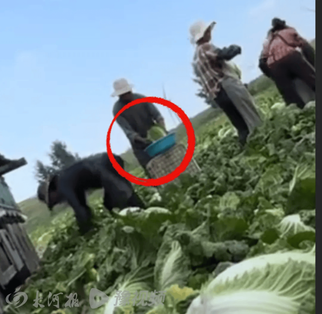 河北一地现甲醛泡白菜，装车运往外地，当地政府回应正紧急追溯流向，具体情况如何？甲醛溶液可能起什么作用？