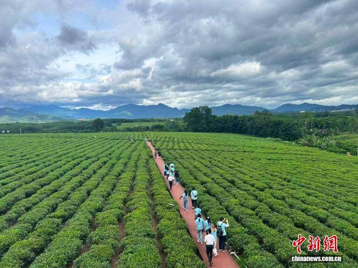 华裔大学生海南研习行：“让世界喝一杯生长在陨石坑上的茶”