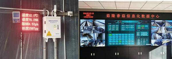 告别“水土不服”！ 仿生培育成就临县枣木香菇