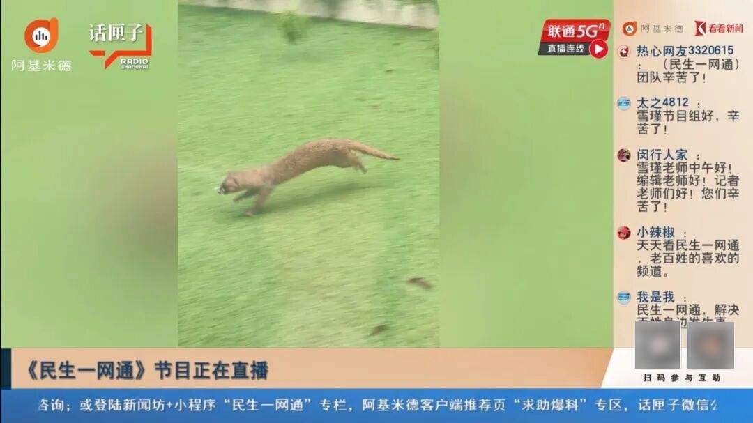 事发上海市中心！3只黄鼠狼闯民宅，不怕人，还叼入死老鼠、死鸟……