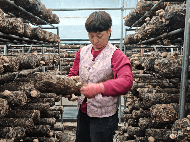 河南西峡：香菇四季出菇助农增收