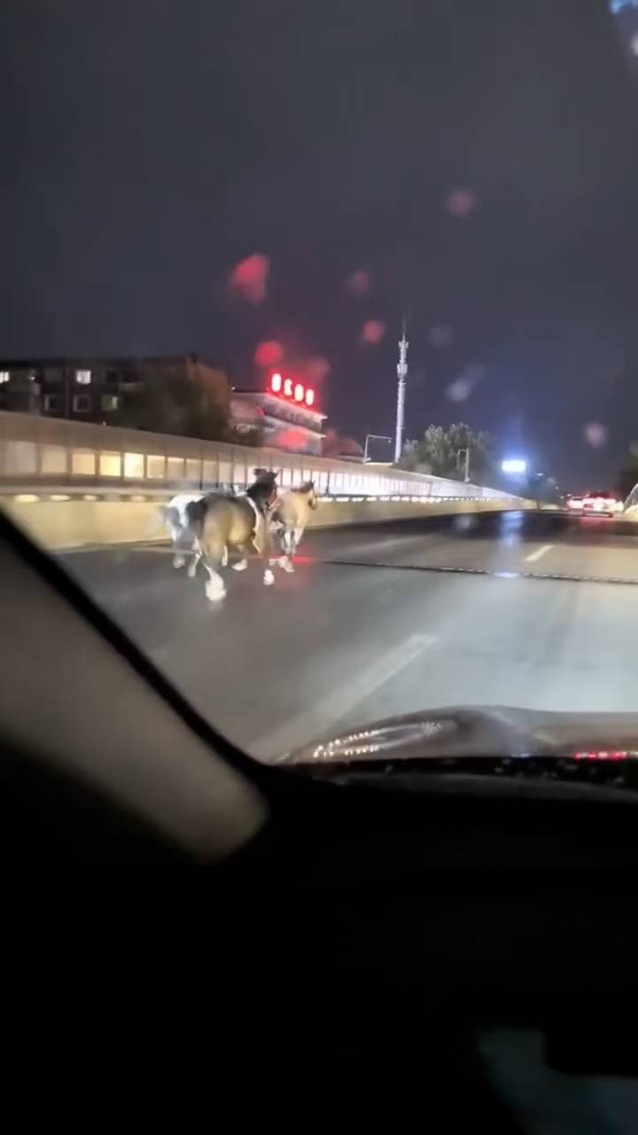 沈阳街头夜间惊现“宝马X3”，三匹马一度在高架桥上并驾飞奔，马术馆：系转运途中从拖车逃跑