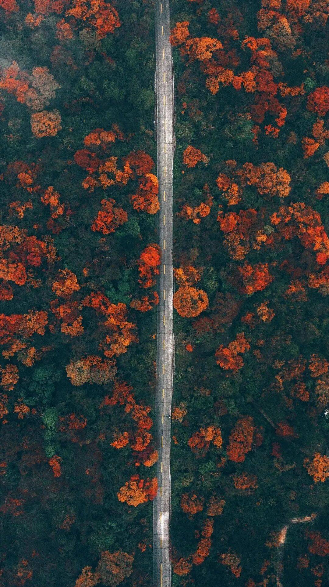 峨眉山秋景即将达到巅峰，还有秋季徒步限定奖牌等你来挑战(图15)